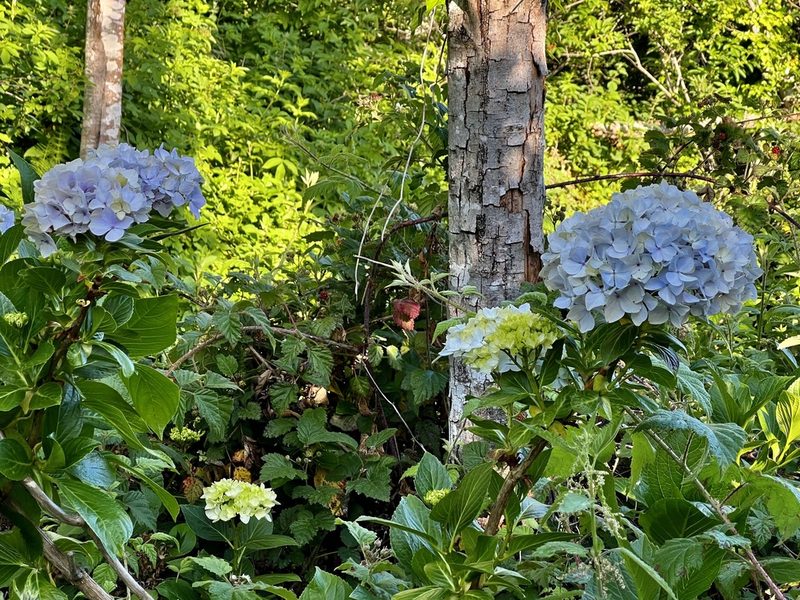 Hydrangea macrophylla, photographed by Chuck Wilson