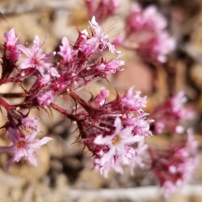 Chorizanthe fimbriata, photographed by James C. Davis
