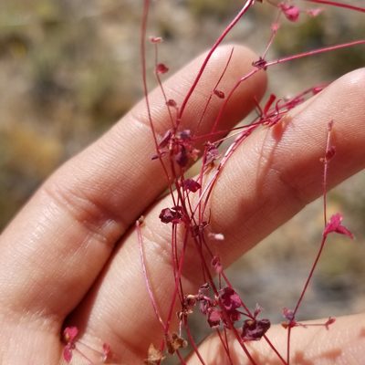 Pterostegia drymarioides, photographed by James C. Davis
