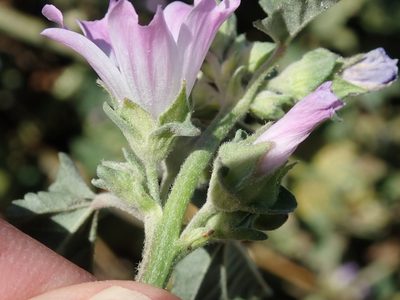 Malva multiflora, photographed by Henrik Kibak