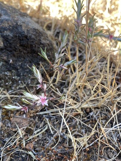 Polygonum bidwelliae, photographed by Trevor Schalla