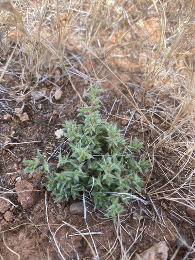 Chorizanthe polygonoides, photographed by Trevor Schalla