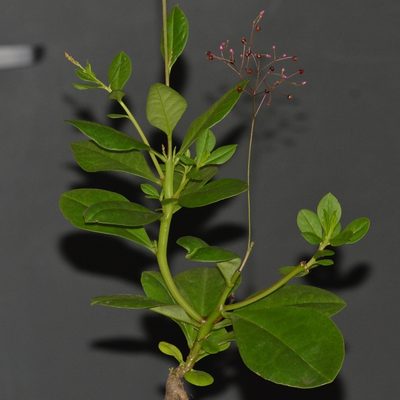 Talinum paniculatum, photographed by kbkash