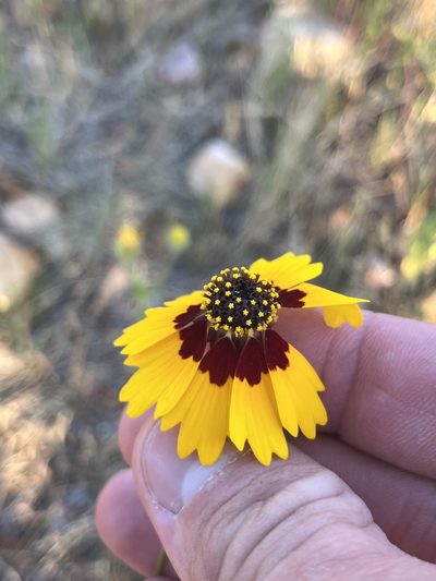 Coreopsis wrightii, photographed by Cody Stricker