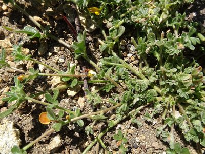 Acmispon strigosus, photographed by Heather Dawnstar Sabin