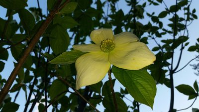 Cornus nuttallii, photographed by user12