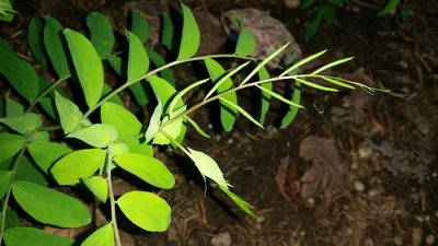 Lathyrus polyphyllus, photographed by user12