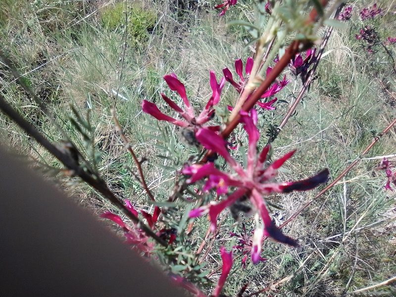 Astragalus cornutus, photographed by Сергей Голубев
