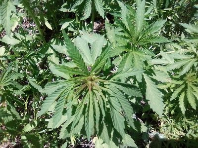 Cannabis sativa, photographed by Сергей Голубев