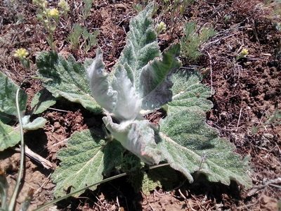 Salvia aethiopis, photographed by Сергей Голубев
