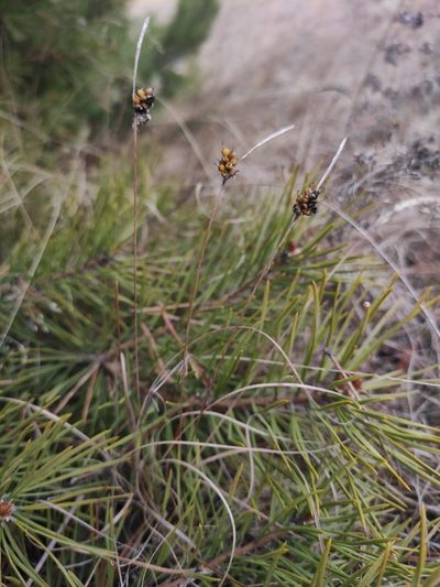 Carex korshinskyi, photographed by Юлия