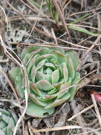 Orostachys malacophylla, photographed by Юлия