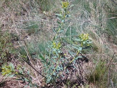 Euphorbia seguieriana, photographed by Сергей Голубев