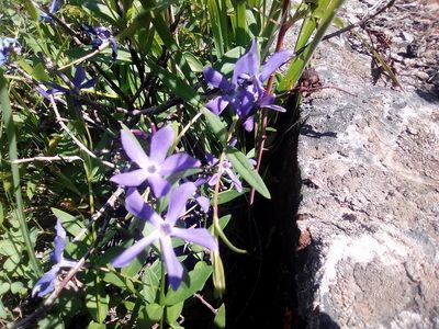 Vinca herbacea, photographed by Сергей Голубев