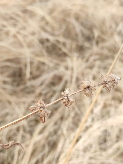 Stachys aspera, photographed by Юлия