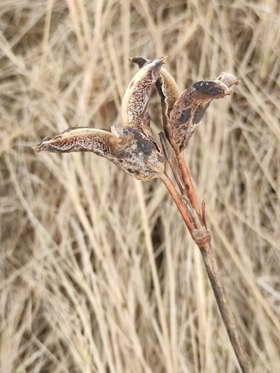 Iris laevigata, photographed by Юлия
