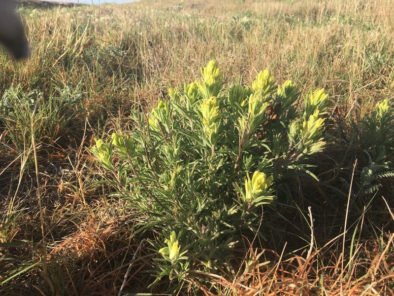 Castilleja citrina, photographed by Vincent Weber