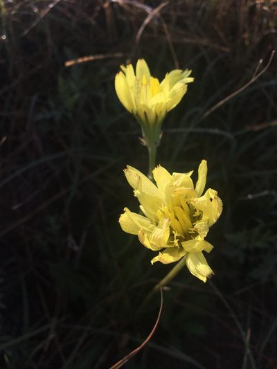 Pyrrhopappus grandiflorus, photographed by Vincent Weber