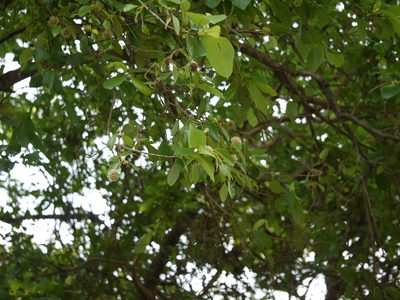 Mitragyna parvifolia, photographed by Dinesh Valke