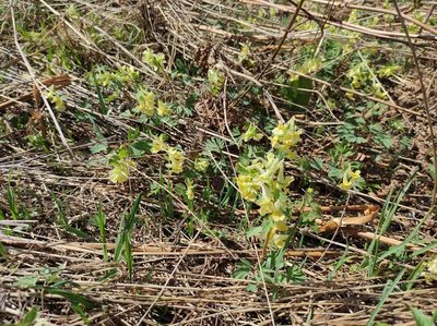 Corydalis bracteata, photographed by Valentin Kosterin