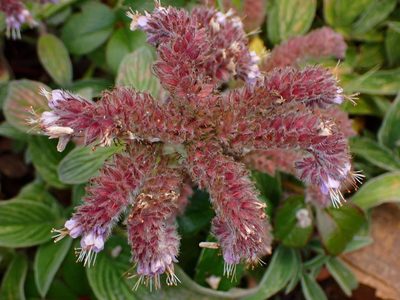 Phacelia californica, photographed by Cricket Raspet