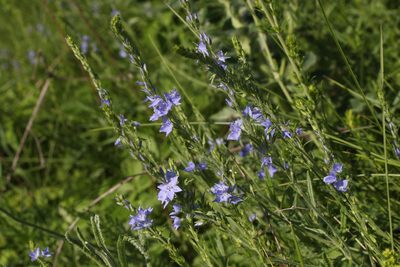 Veronica austriaca, photographed by Liubov Ilminska
