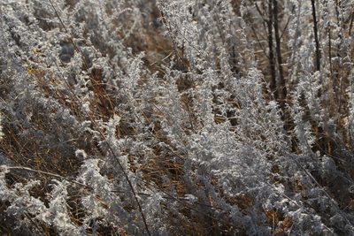 Artemisia austriaca, photographed by Liubov Ilminska