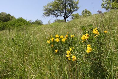 Chamaecytisus austriacus, photographed by Liubov Ilminska