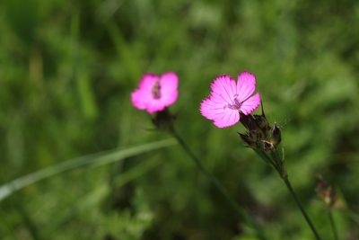 Dianthus membranaceus, photographed by Liubov Ilminska
