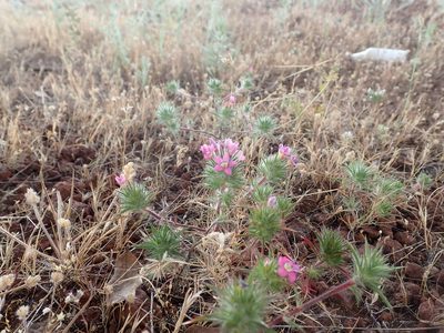 Navarretia viscidula, photographed by Scott Yarger