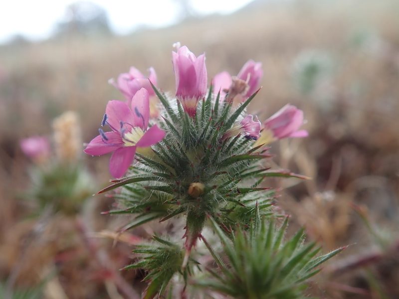 Navarretia viscidula, photographed by Scott Yarger