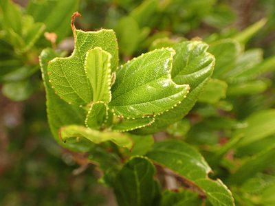 Ceanothus thyrsiflorus