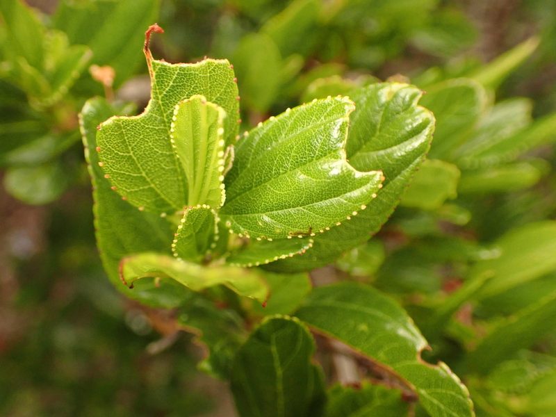 Ceanothus thyrsiflorus, photographed by Cricket Raspet