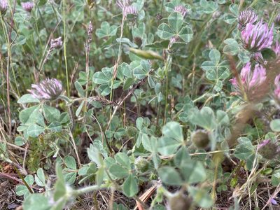 Trifolium hirtum, photographed by Amelia Tauber