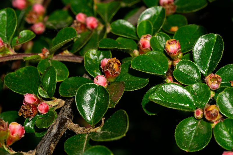 Cotoneaster hjelmqvistii, photographed by Andrew Skotnicki