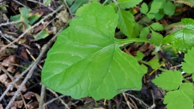 Adenocaulon bicolor, photographed by Gavin Slater
