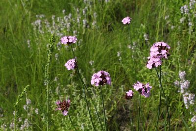 Dianthus membranaceus, photographed by Liubov Ilminska