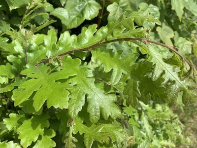 Quercus cerris, photographed by Alan Young
