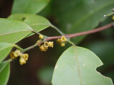 Salacia oblonga, photographed by Dinesh Valke