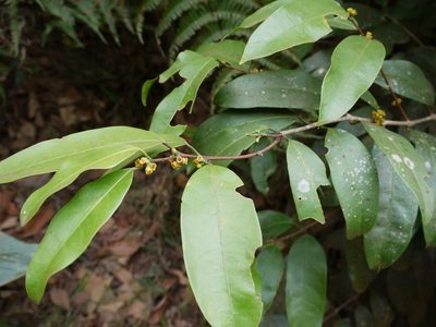 Salacia oblonga, photographed by Dinesh Valke
