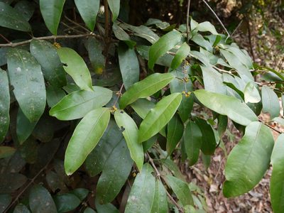 Salacia oblonga, photographed by Dinesh Valke