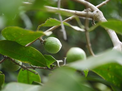Salacia oblonga, photographed by Dinesh Valke