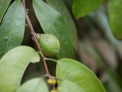 Salacia oblonga, photographed by Dinesh Valke