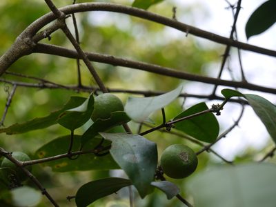Salacia oblonga, photographed by Dinesh Valke