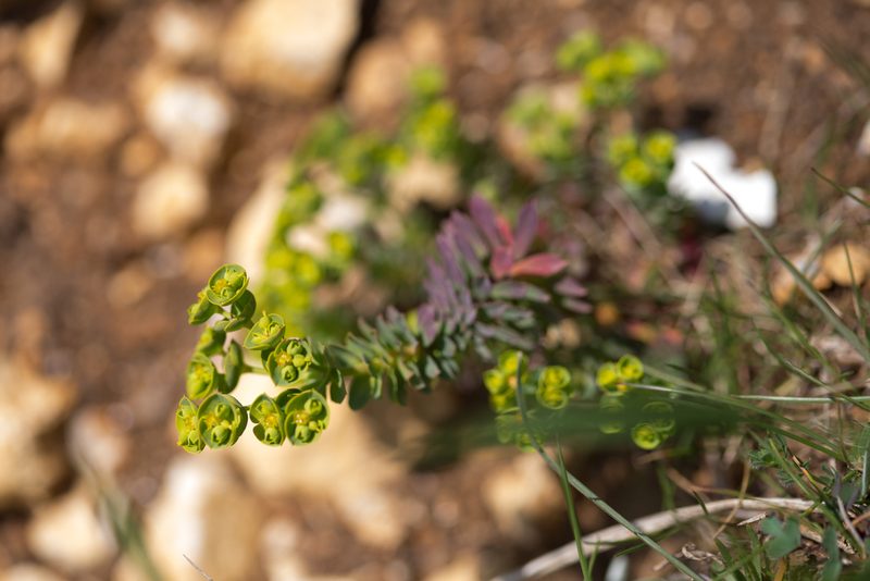 Euphorbia portlandica, photographed by Tim Johnson