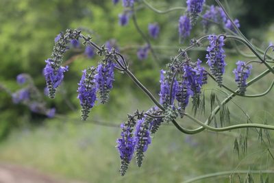 Salvia nutans, photographed by Liubov Ilminska