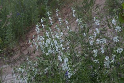 Silene dichotoma, photographed by Liubov Ilminska