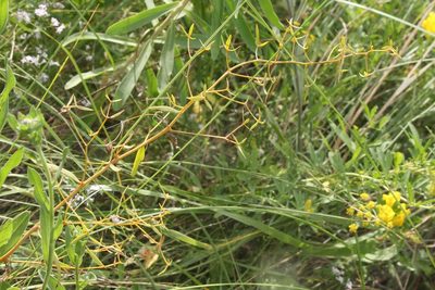 Thesium linophyllon, photographed by Liubov Ilminska