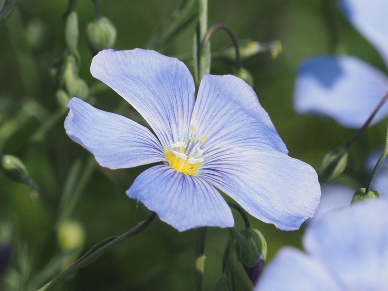 Linum austriacum, photographed by Michael Knapp