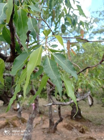 Eucalyptus urophylla, photographed by Davis Damaledo